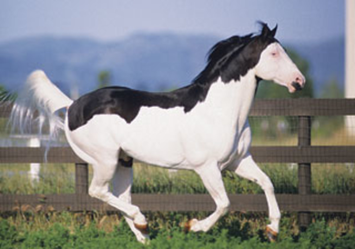 Paint Percheron